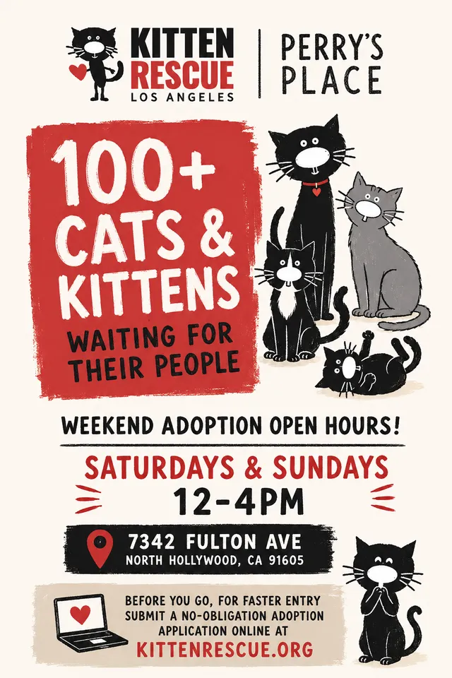 Kitten Adoption Event