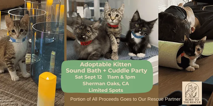 Adoptable Kitten Sound Bath + Cuddle Party with Rory to the Rescue