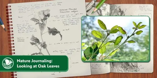 Nature Journaling: Looking at Oak Leaves with Maryanne Pittman — Oct 17, 2026