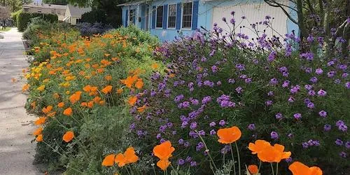 Intro to Native Plant Garden Design
