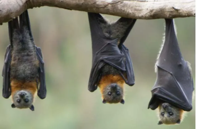 Bats About Bats!
