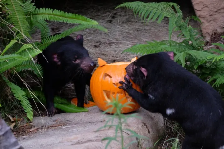 Boo at the L.A. Zoo