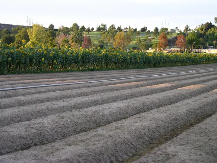 Forneris Farms Pumpkin Patch