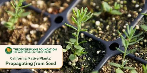 Propagating California Native Plants from Seed