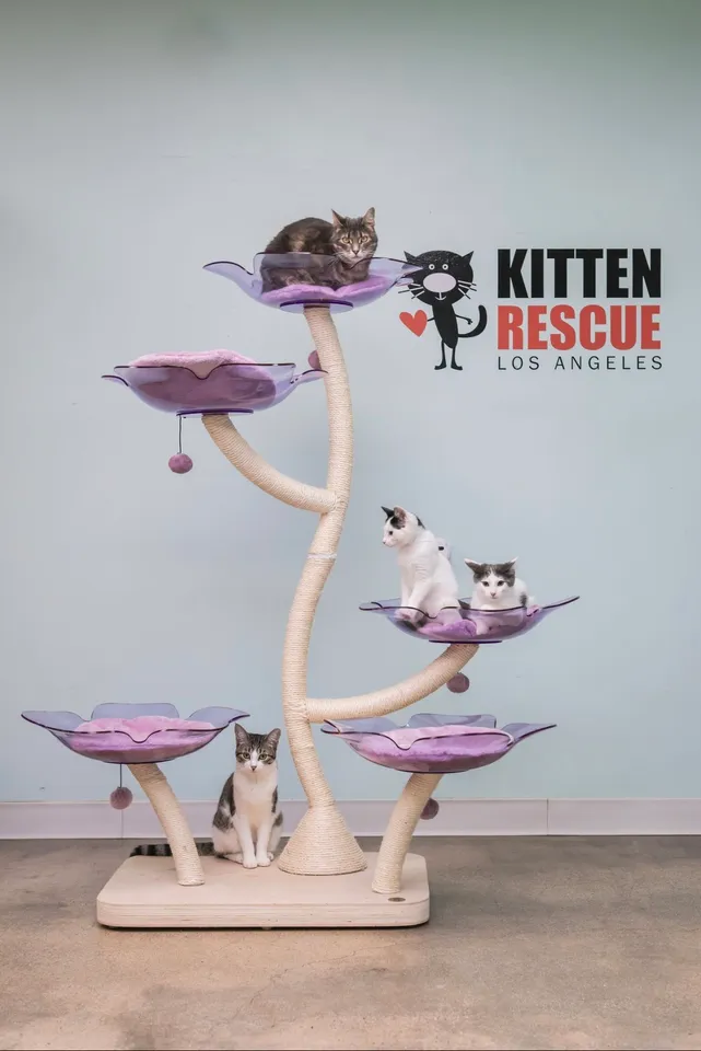 Cat Adoption