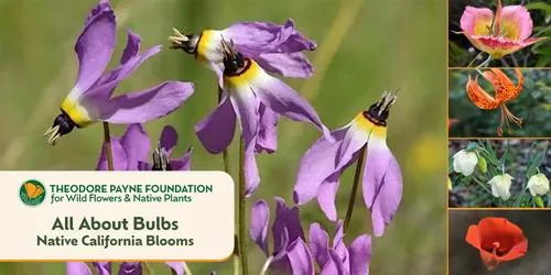 Native California Blooms with Tim Becker