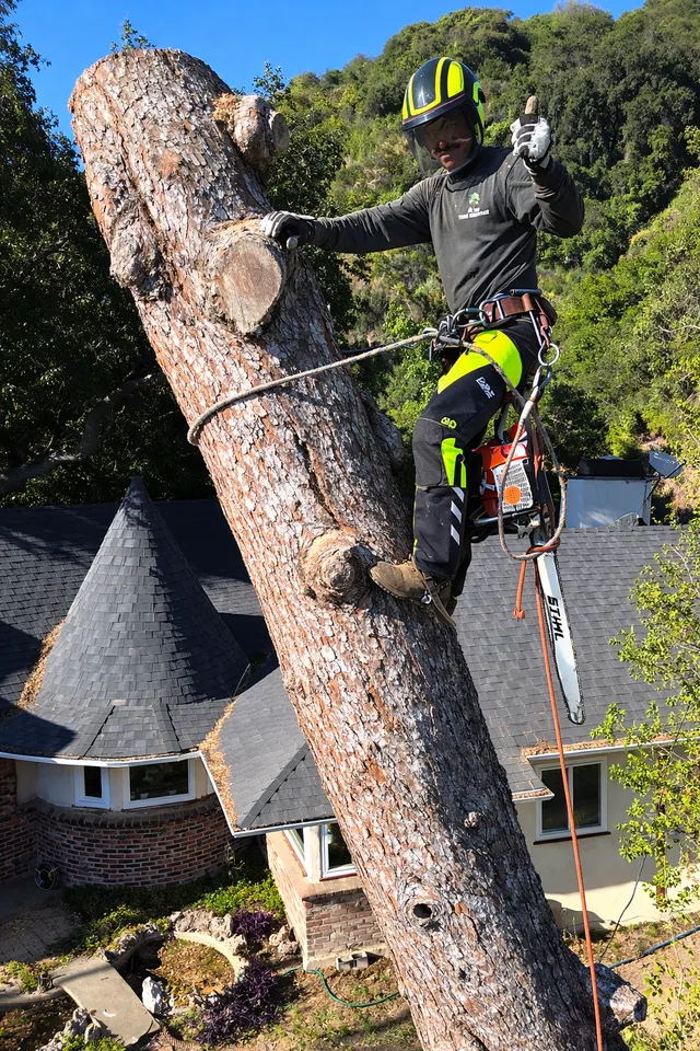 Alex Tree Service