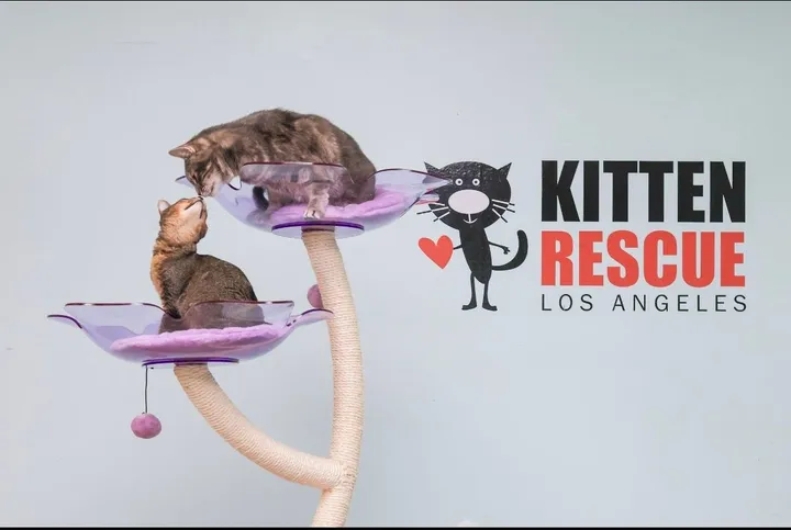 Perry's Place - Kitten Rescue